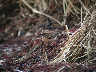 Pied Wheatear (Oenanthe pleschanka)