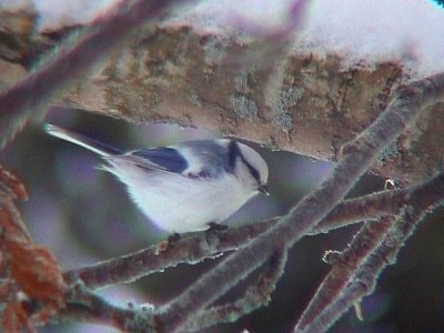 Azure Tit (Parus cyanus)