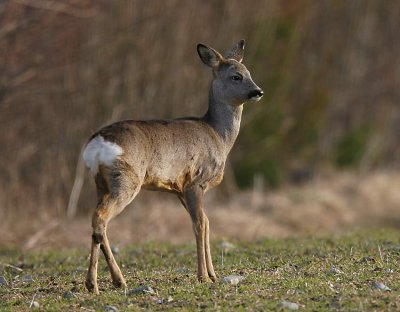 European Roe Deer (Capreolus capreolus)