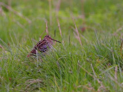 Great Snipe (Gallinago media)