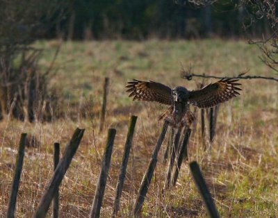 Great Grey Owl (Strix nebulosa)