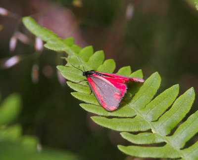 Karminspinnare (Tyria jacobaeae)
