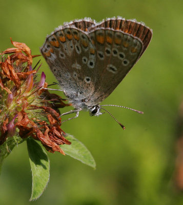 Midsommarblvinge (Aricia artaxerxes)