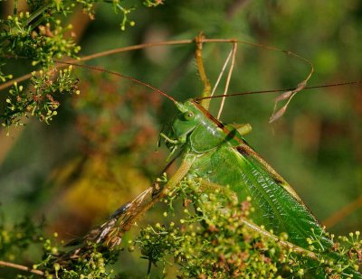 Grn vrtbitare (Tettigonia viridissima)