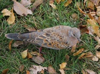 Turtle Dove (Streptopelia turtur)