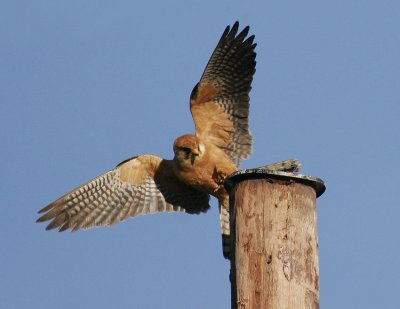 Red-footed Falcon (Falco vespertinus)