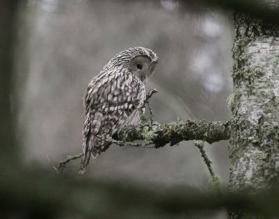 Ural Owl (Strix uralensis)