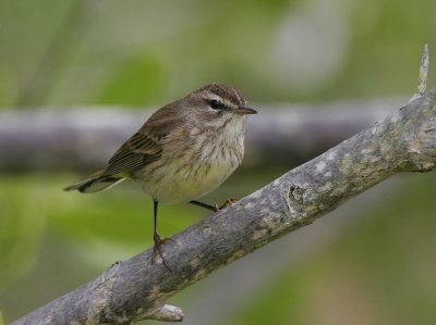 Palm Warbler (Dendroica palmarum)