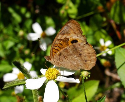 Mangrove Buckeye (Junonia evarete)