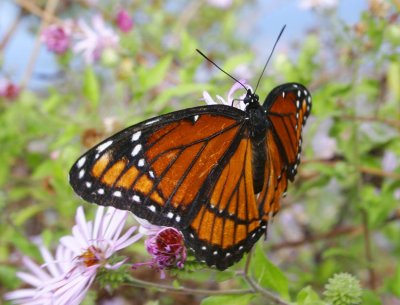 Viceroy (Limenitis archippus)