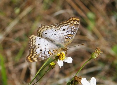 White Peacock (Anartia jatrophae)