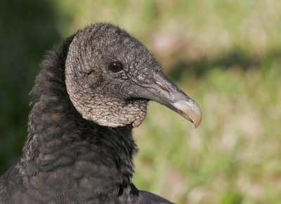 Black Vulture (Coragyps atratus)