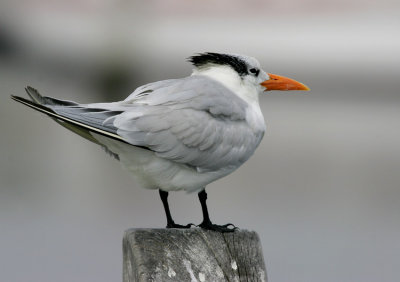 Royal Tern (Thalasseus maximus)