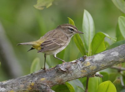 Palm Warbler (Dendroica palmarum)