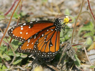 Queen (Danaus gilippus)