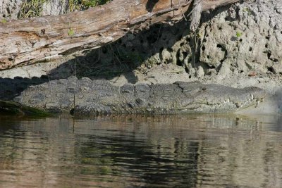 American Crocodile (Crocodylus acutus)