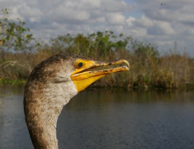 Double-crested Cormorant (Phalacrocorax auritus)