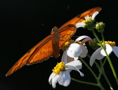 Julia (Dryas iulia)