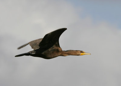 Double-crested Cormorant (Phalacrocorax auritus)