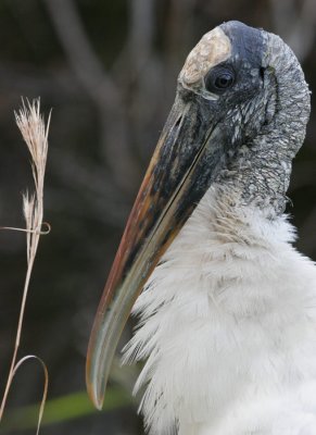 Wood Stork (Mycteria americana)