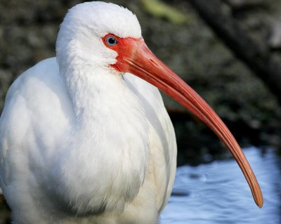 White Ibis (Eudocimus albus)