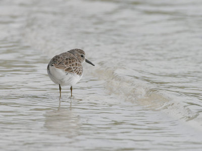 Least Sandpiper (Calidris minutilla)