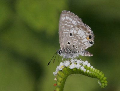 Miami Blue (Cyclargus thomasi )