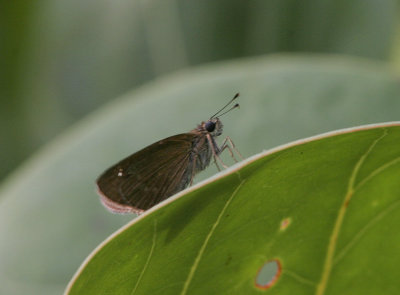 Obscure Skipper (Panoquina panoquin)