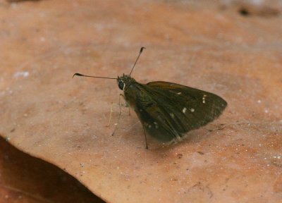 Three-spotted Skipper (Cymaenes tripunctus)