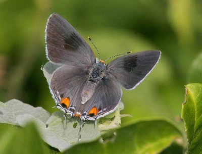 Gray Hairstreak (Strymon melinus)