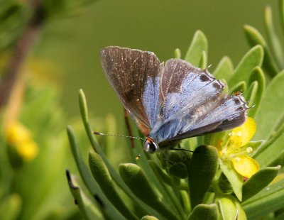 Martial Scrub Hairstreak (Strymon martialis)