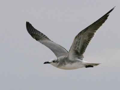 Laughing Gull (Larus atricilla)