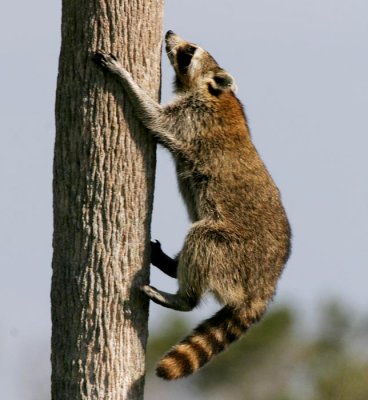 Raccoon (Procyon lotor)