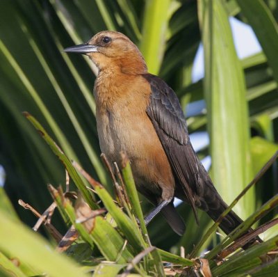 Boat-tailed Grackle (Quiscalus major)