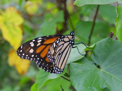 Monarch (Danaus plexippus)