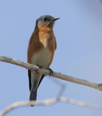 Eastern Bluebird (Sialia sialis)