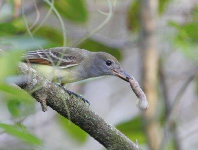 Great Crested Flycatcher (Myiarchus crinitus)