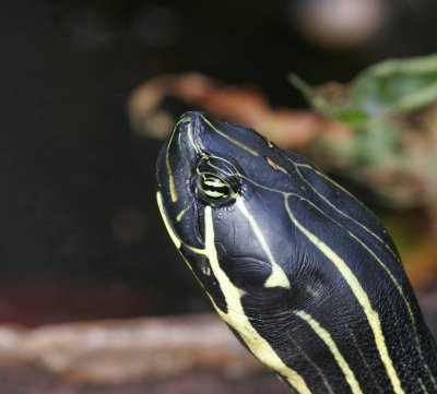 Turtle sp.