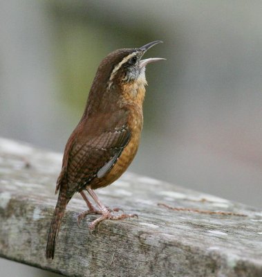 Carolina Wren (Thryothorus ludovicianus)