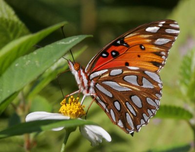 Gulf Fritillary (Agraulis vanillae)