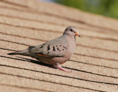 Common Ground-Dove (Columbina passerine)