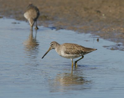 Short-billed Dowitcher (Limnodromus griseus)