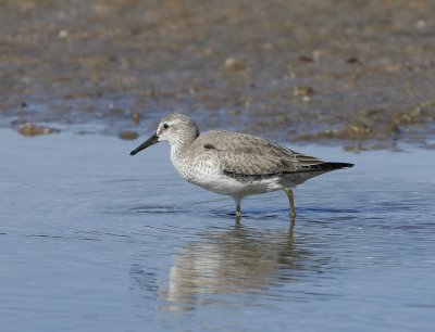 Red Knot (Calidris canutus)