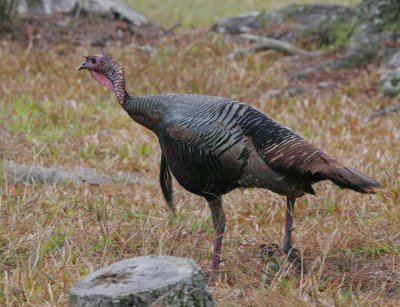 Wild Turkey (Meleagris gallopavo)