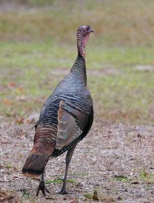 Wild Turkey (Meleagris gallopavo)