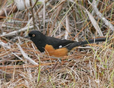 Eastern Towhee (Pipilo erythrophtalmus)