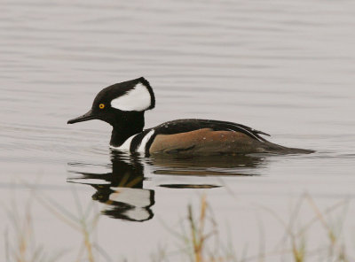 Hooded Merganser (Mergus cucullatus)