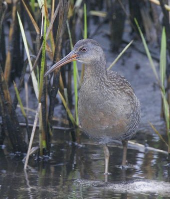 Clapper Rail (Rallus longirostris)