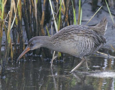 Clapper Rail (Rallus longirostris)