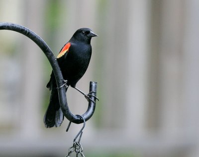 Red-winged Blackbird (Agelaius phoeniceus)